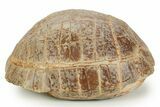 Colorful Inflated Fossil Tortoise (Stylemys) - South Dakota #373008-6